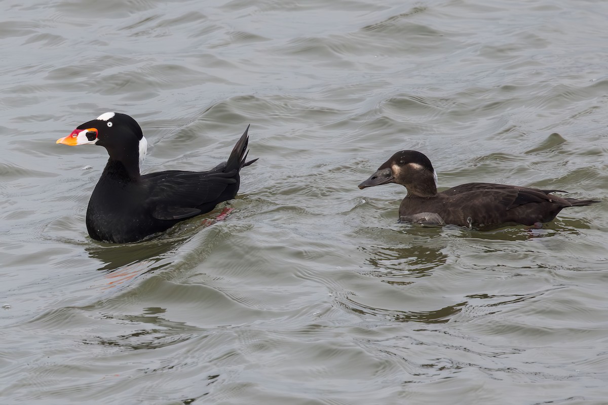 Ahatebeltz kopetazuria - ML646773590