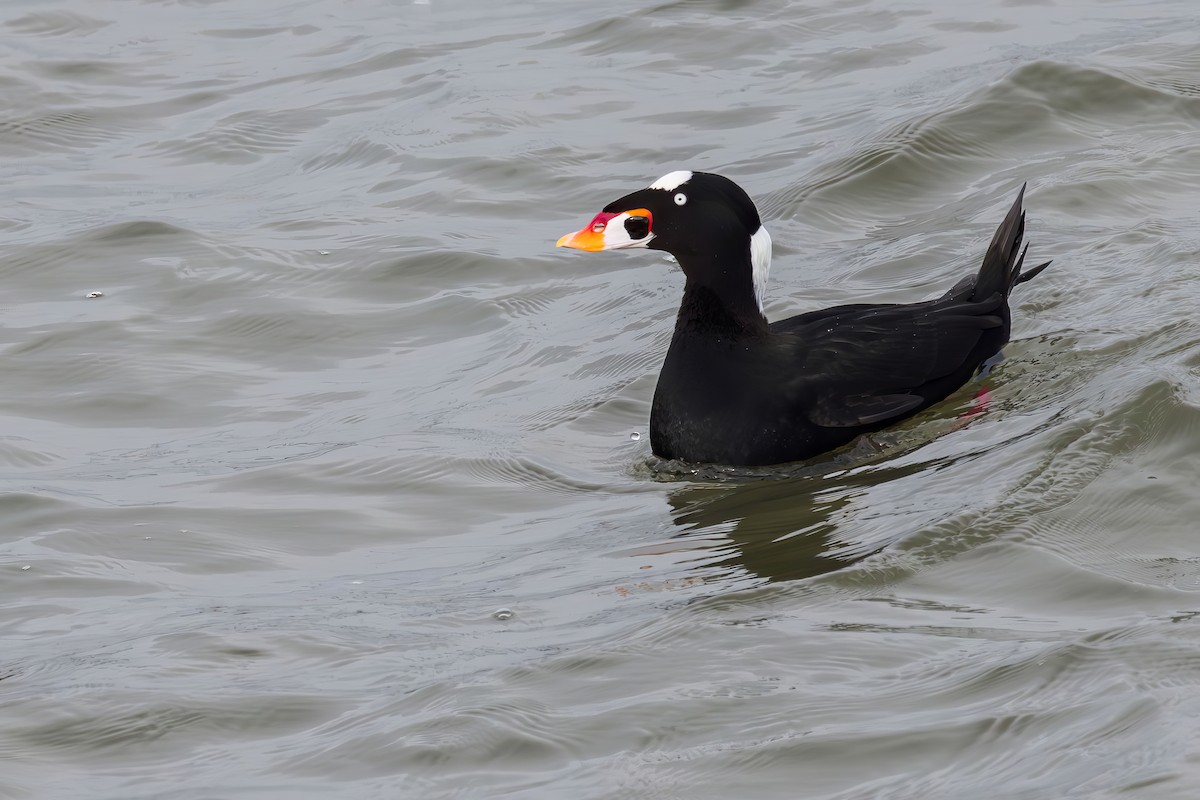 Ahatebeltz kopetazuria - ML646773591