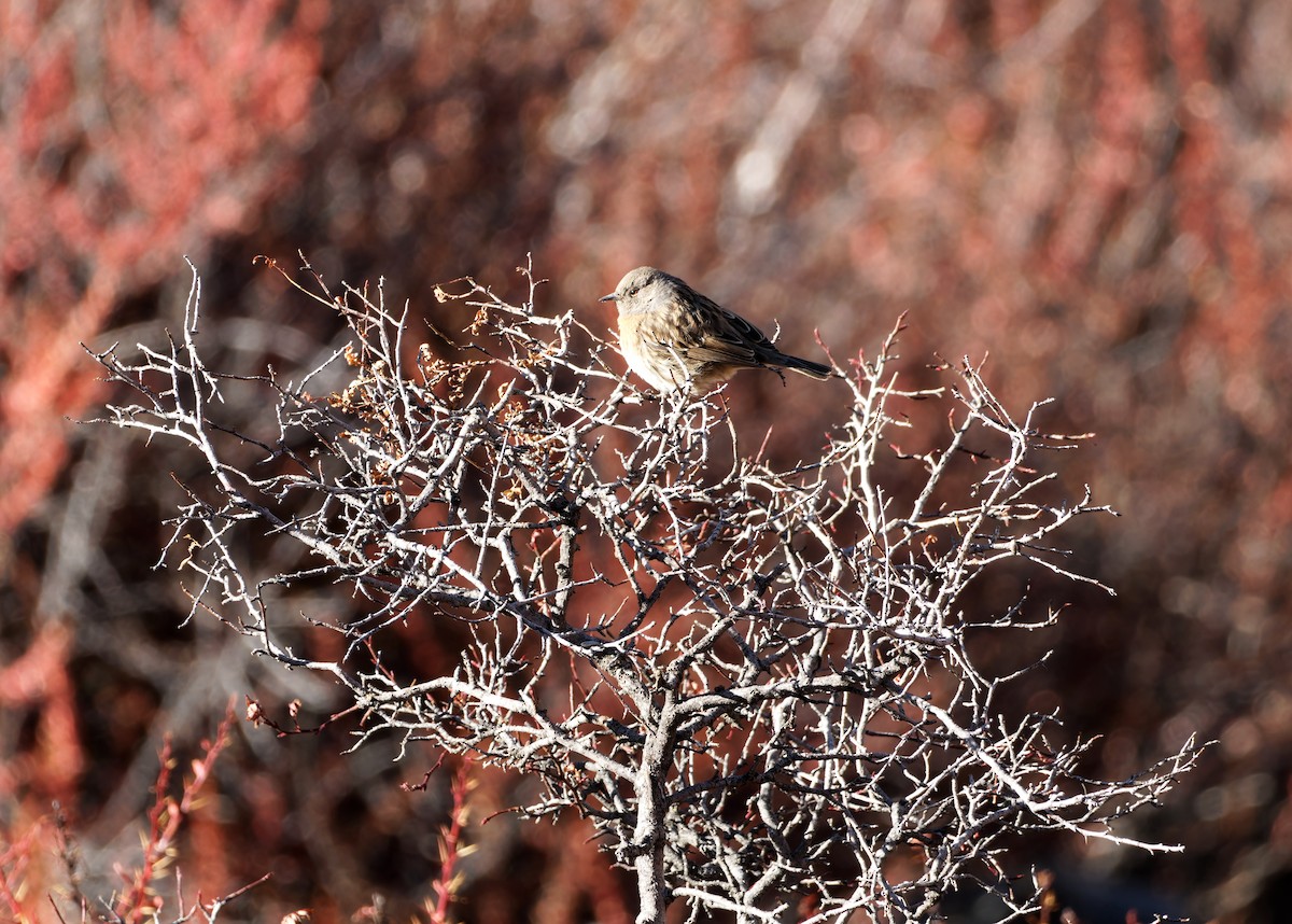 Robin Accentor - ML646773592