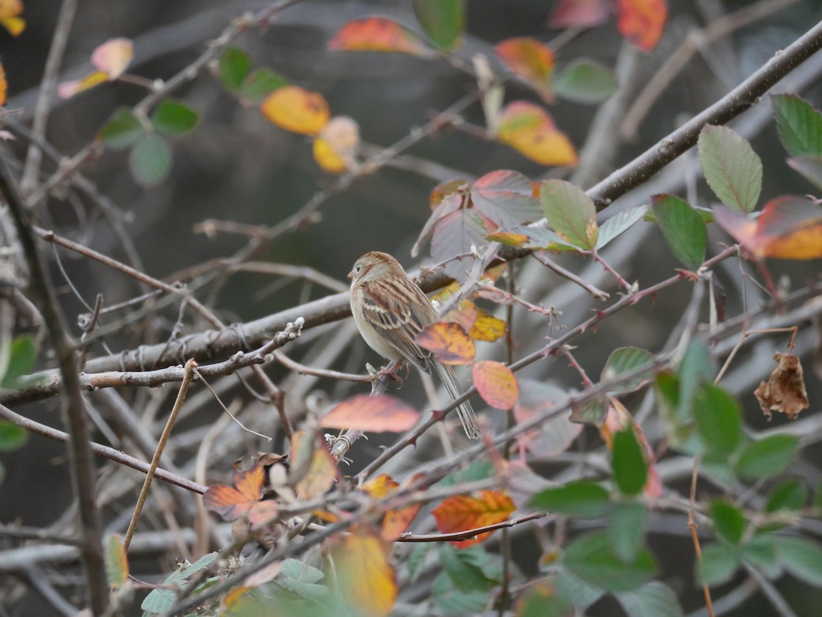 Tarla Serçesi - ML646773593