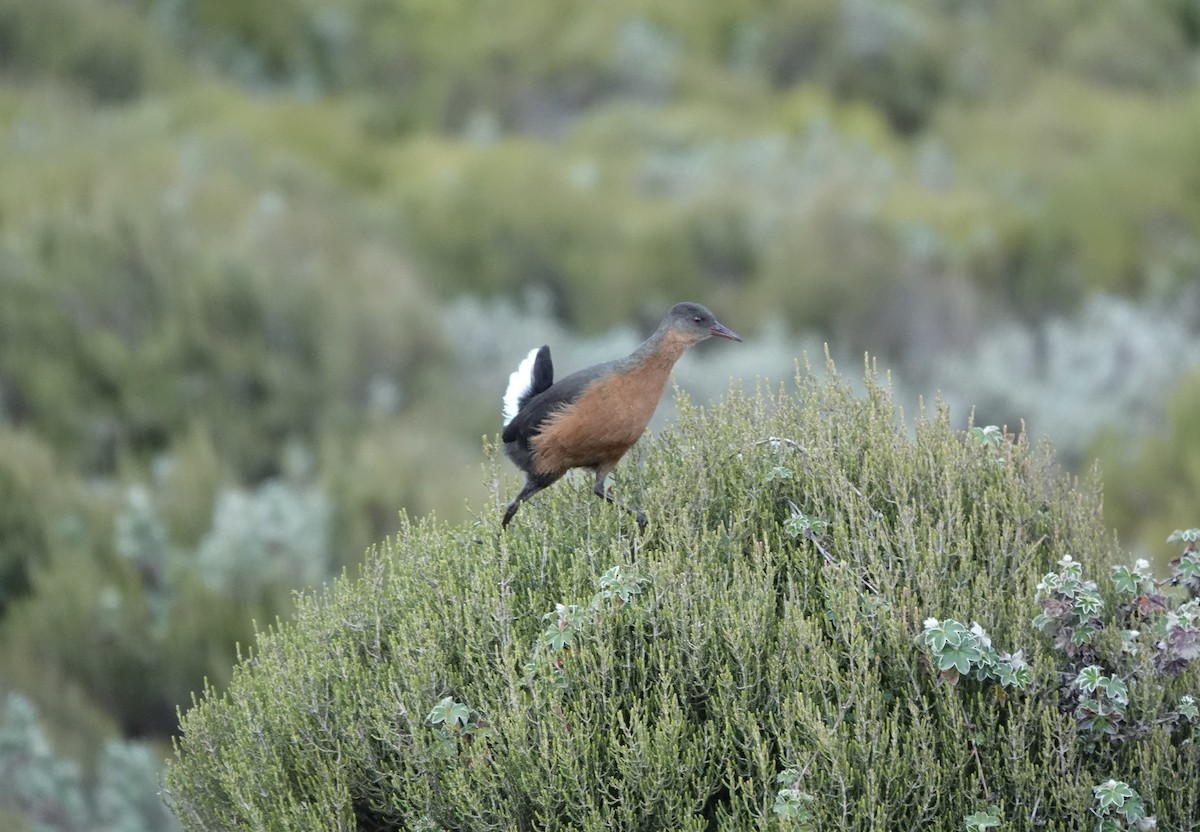 Rouget's Rail - ML646773594