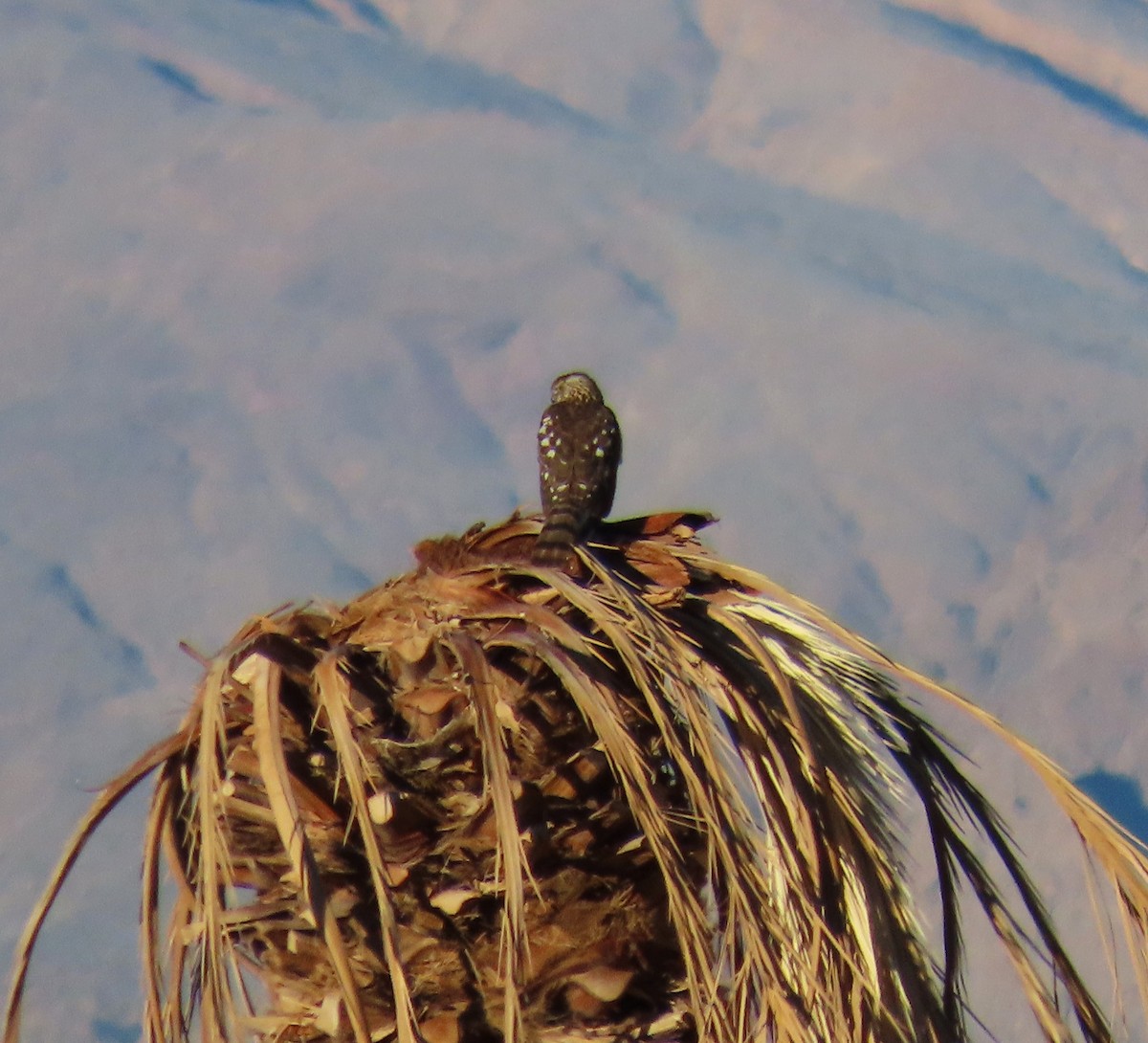 Куперов ястреб - ML646773595