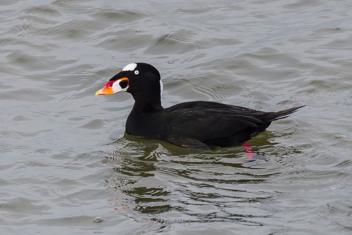 Ahatebeltz kopetazuria - ML646773596