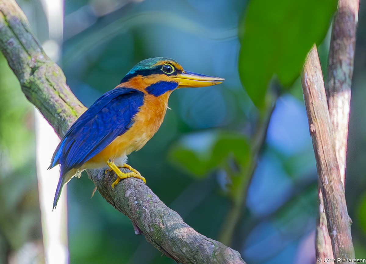 skjeggisfugl - ML646773597