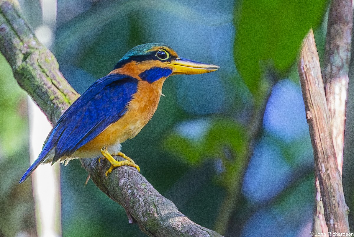 skjeggisfugl - ML646773598