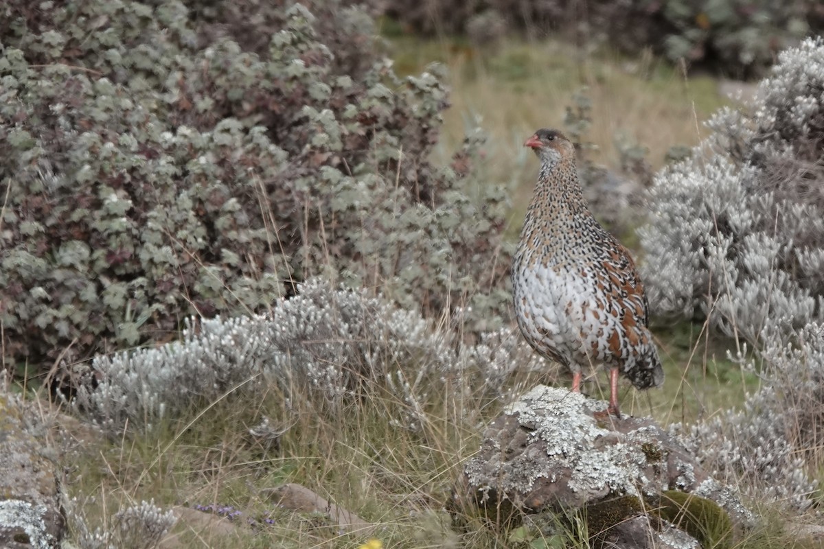 Chestnut-naped Spurfowl - ML646773600
