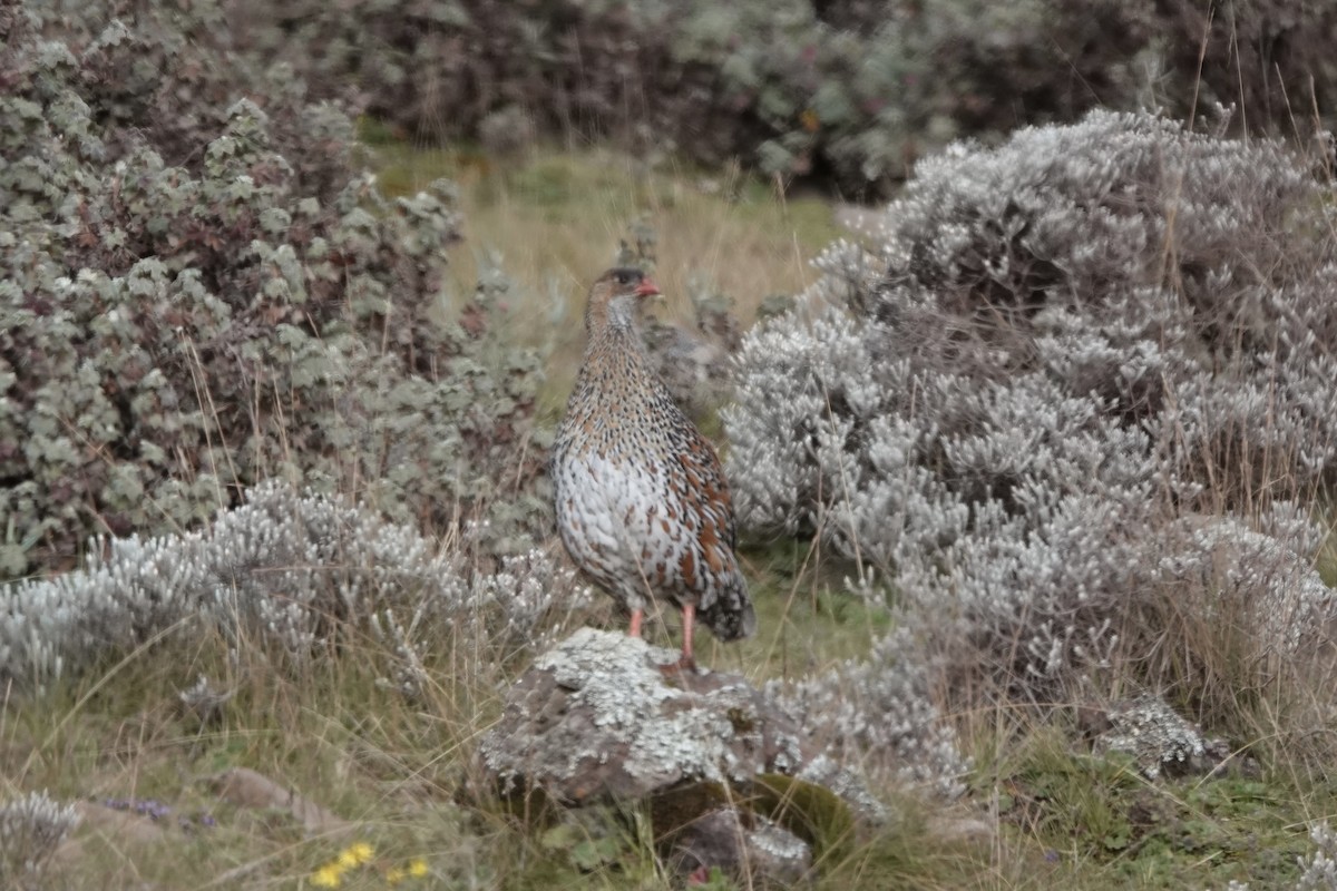 Chestnut-naped Spurfowl - ML646773601