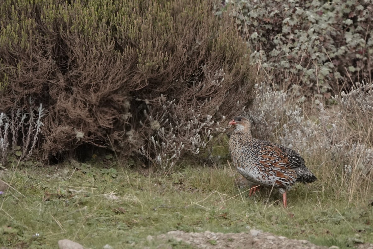 Chestnut-naped Spurfowl - ML646773604