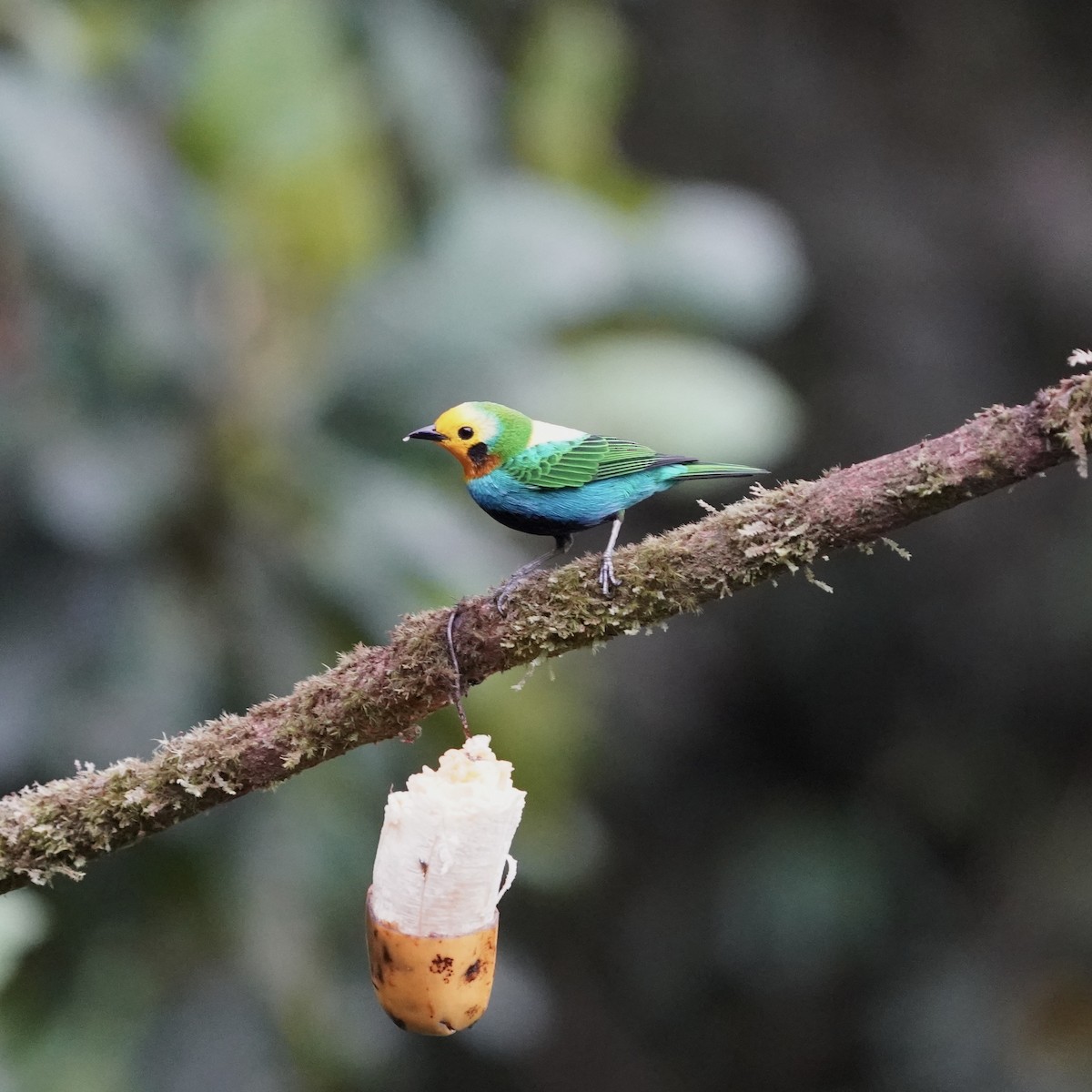 ゴシキエメラルドフウキンチョウ - ML646773605