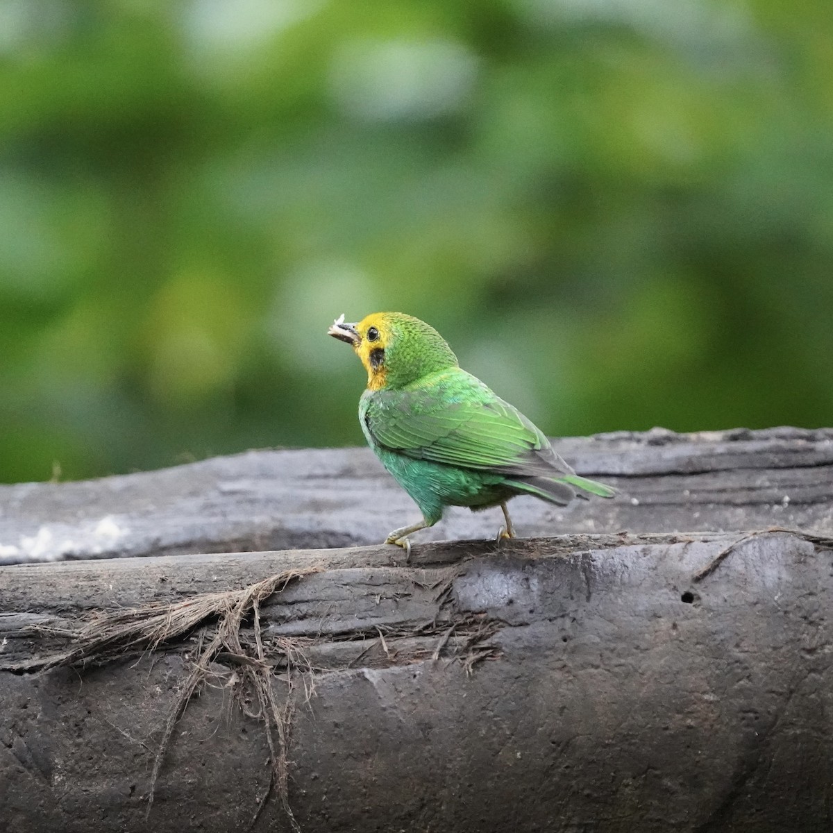 ゴシキエメラルドフウキンチョウ - ML646773606