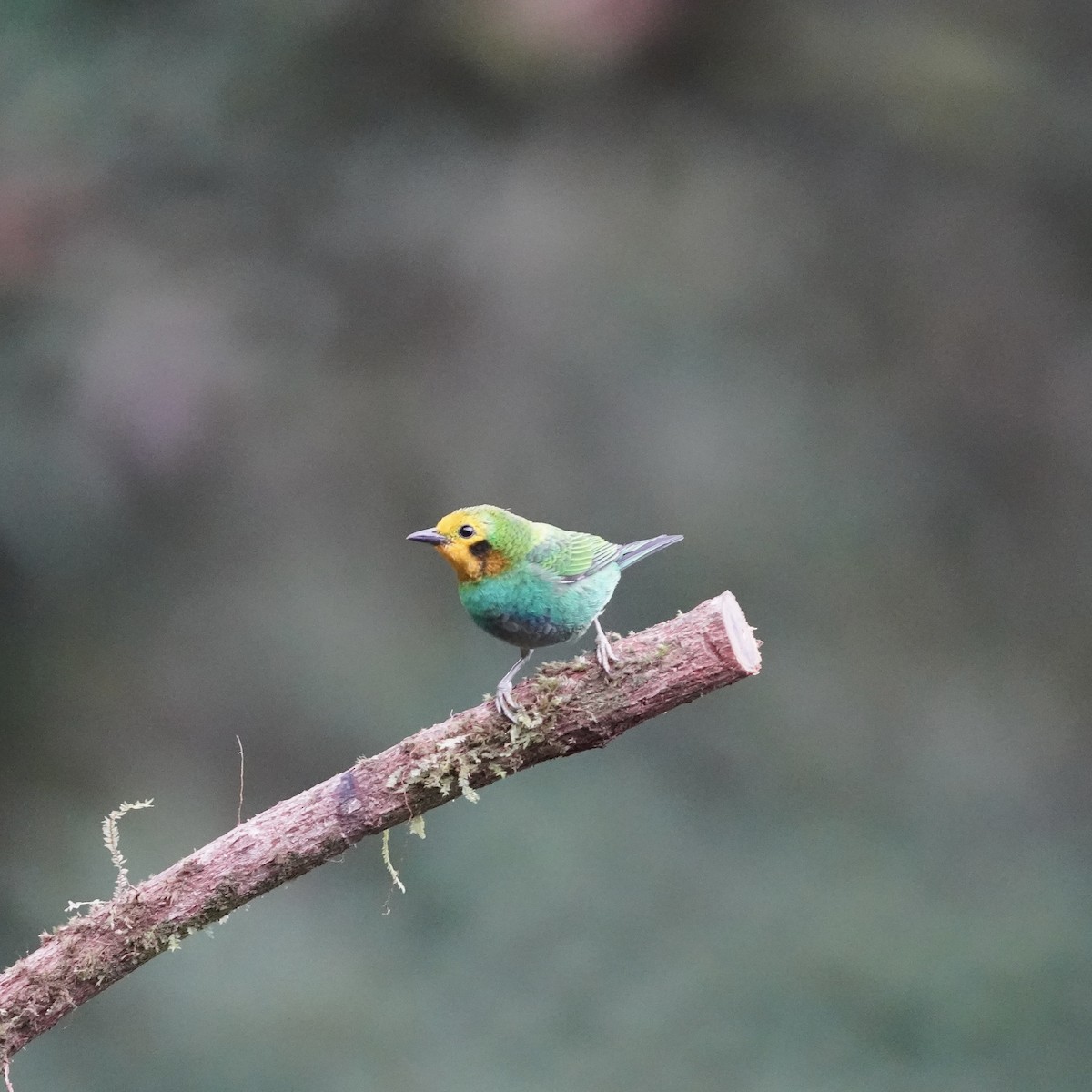 ゴシキエメラルドフウキンチョウ - ML646773607