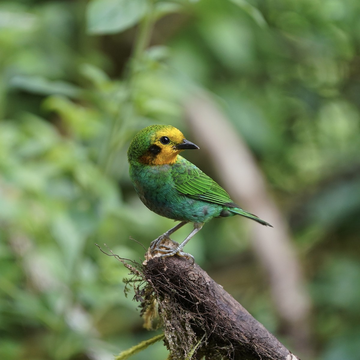ゴシキエメラルドフウキンチョウ - ML646773608