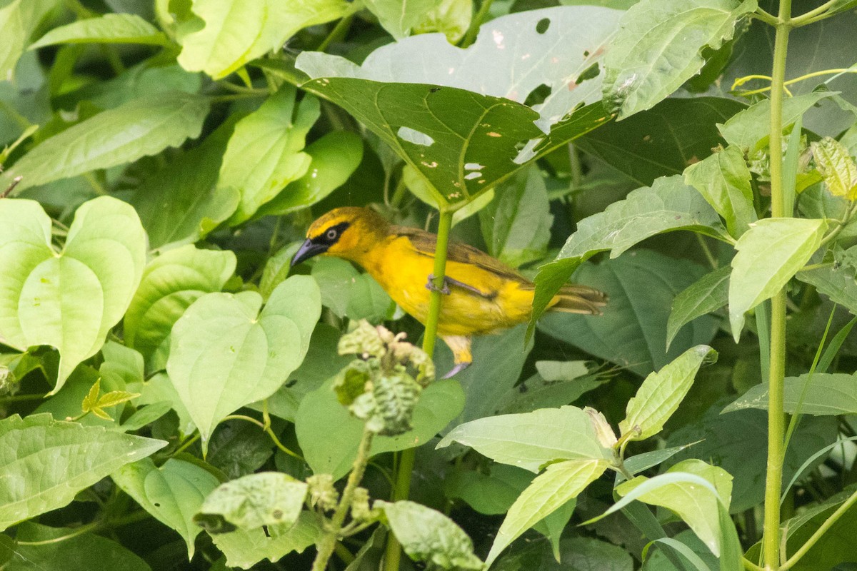 Olivnackenweber - ML646773610