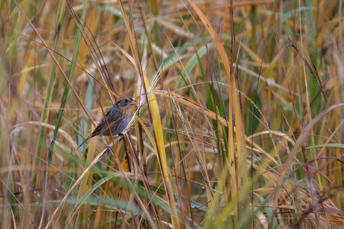 Bruant de Nelson - ML646773612