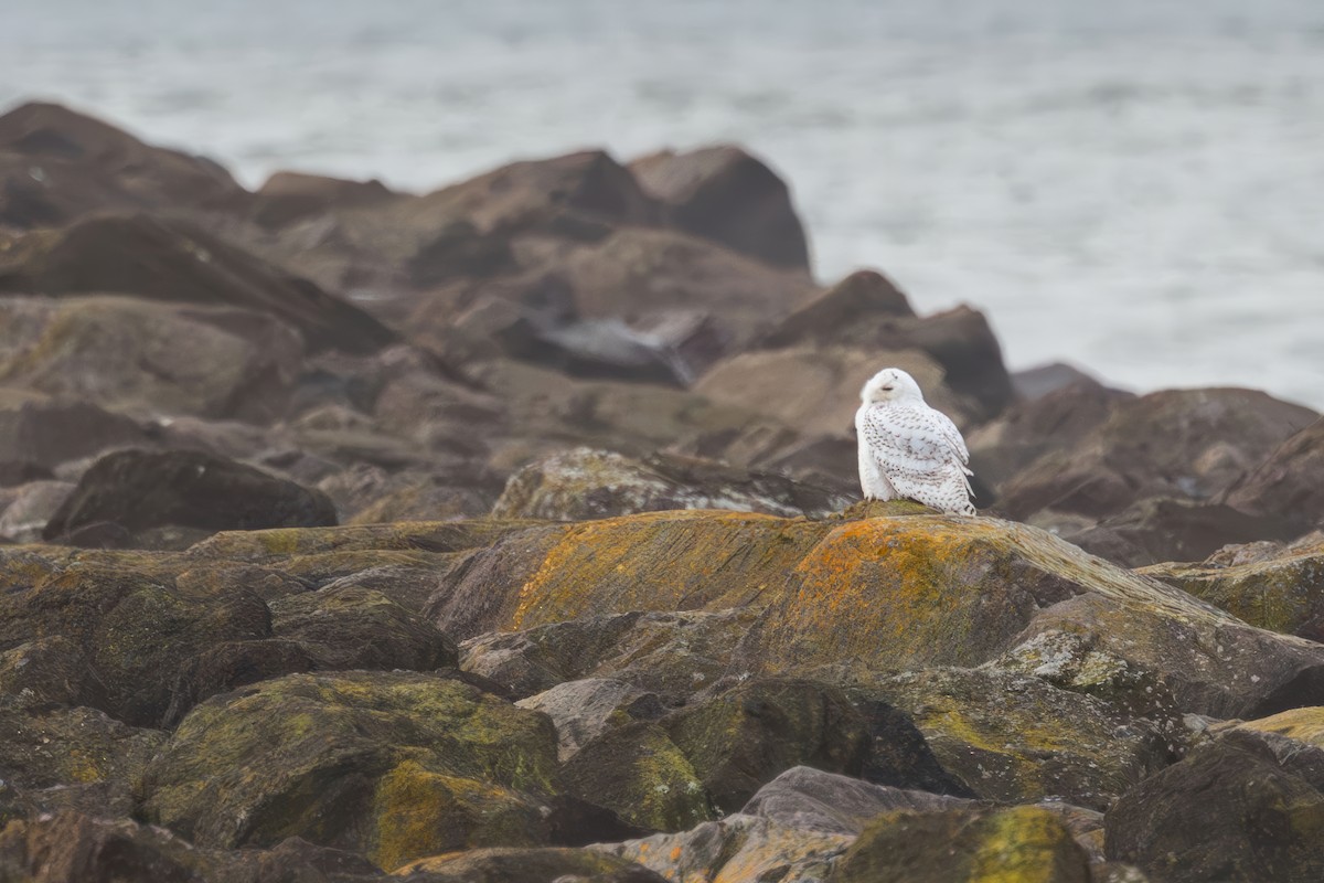 Elur-hontza - ML646773613