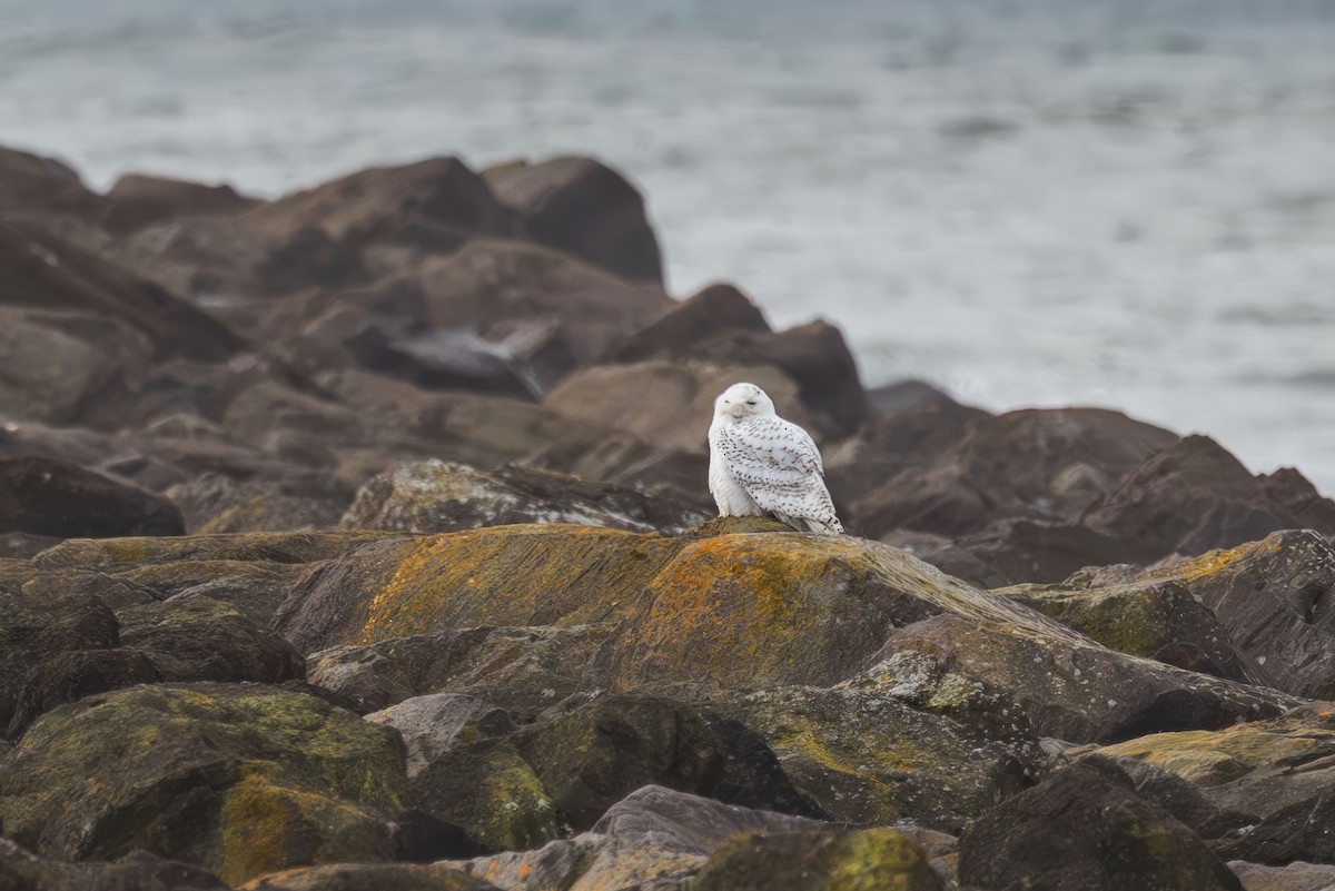 Elur-hontza - ML646773615