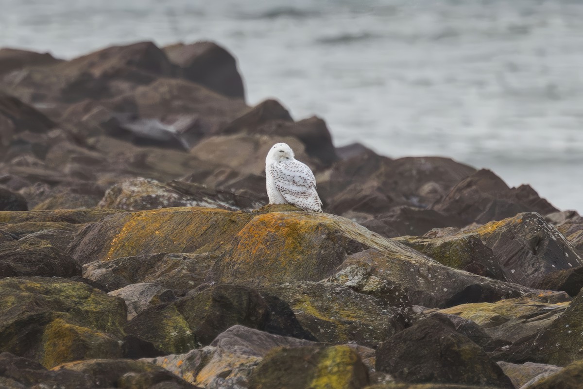 Elur-hontza - ML646773617