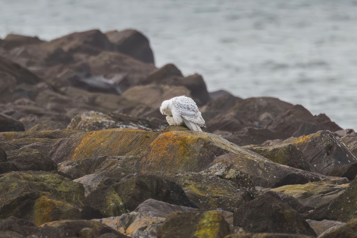 Elur-hontza - ML646773619