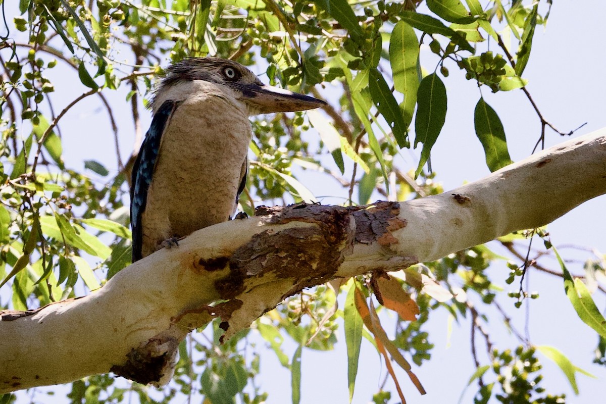 Blue-winged Kookaburra - ML646773620