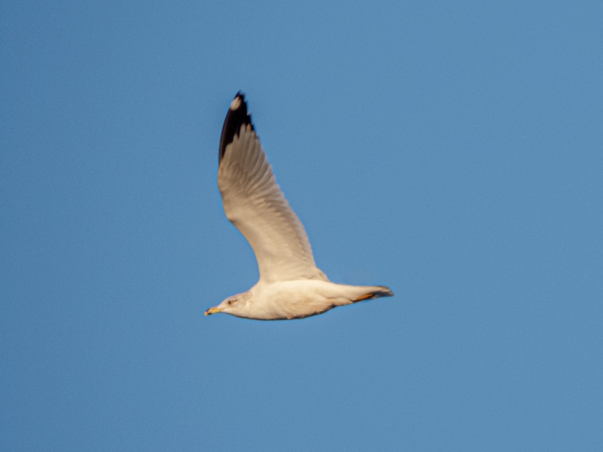 שחף עקוד-מקור - ML646773621