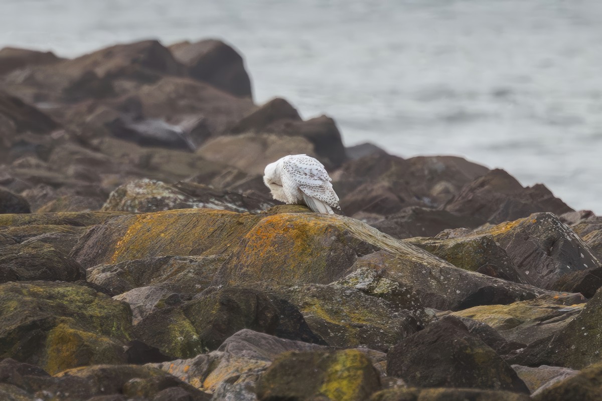 Elur-hontza - ML646773623