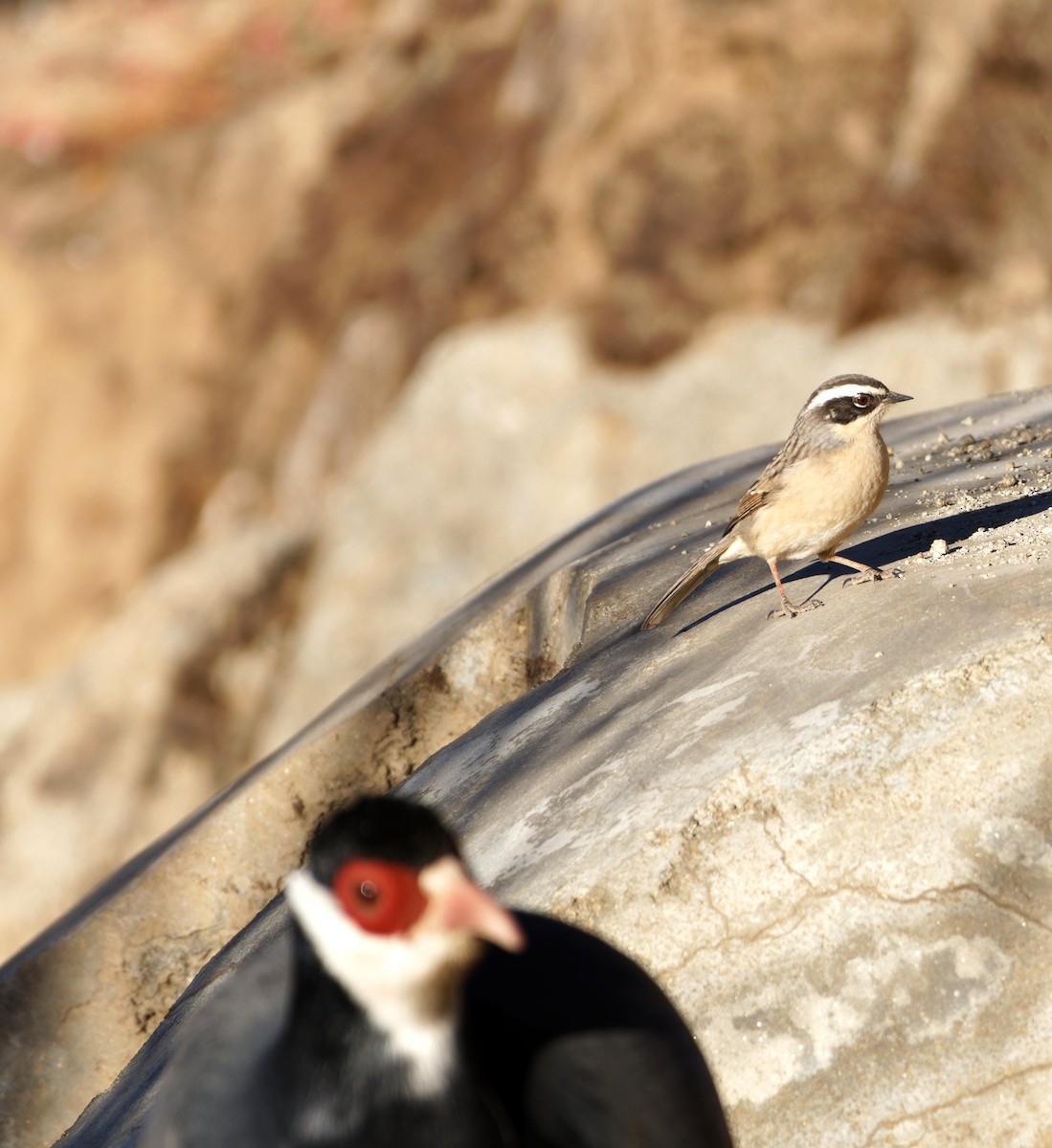 Brown Accentor - ML646773625