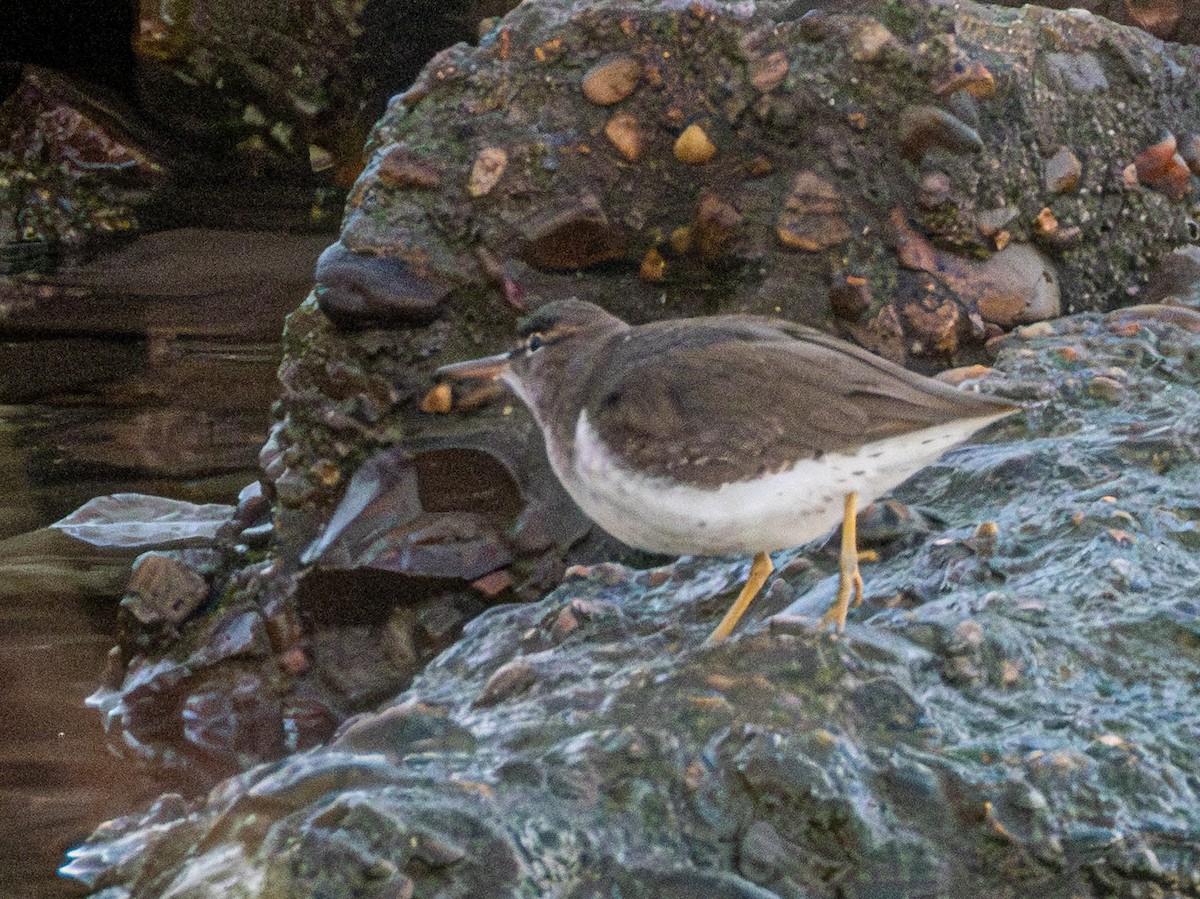 ביצנית נקודה - ML646773630