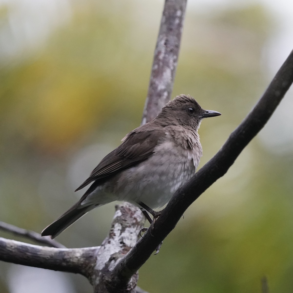 Zorzal Piquinegro (Andino) - ML646773634