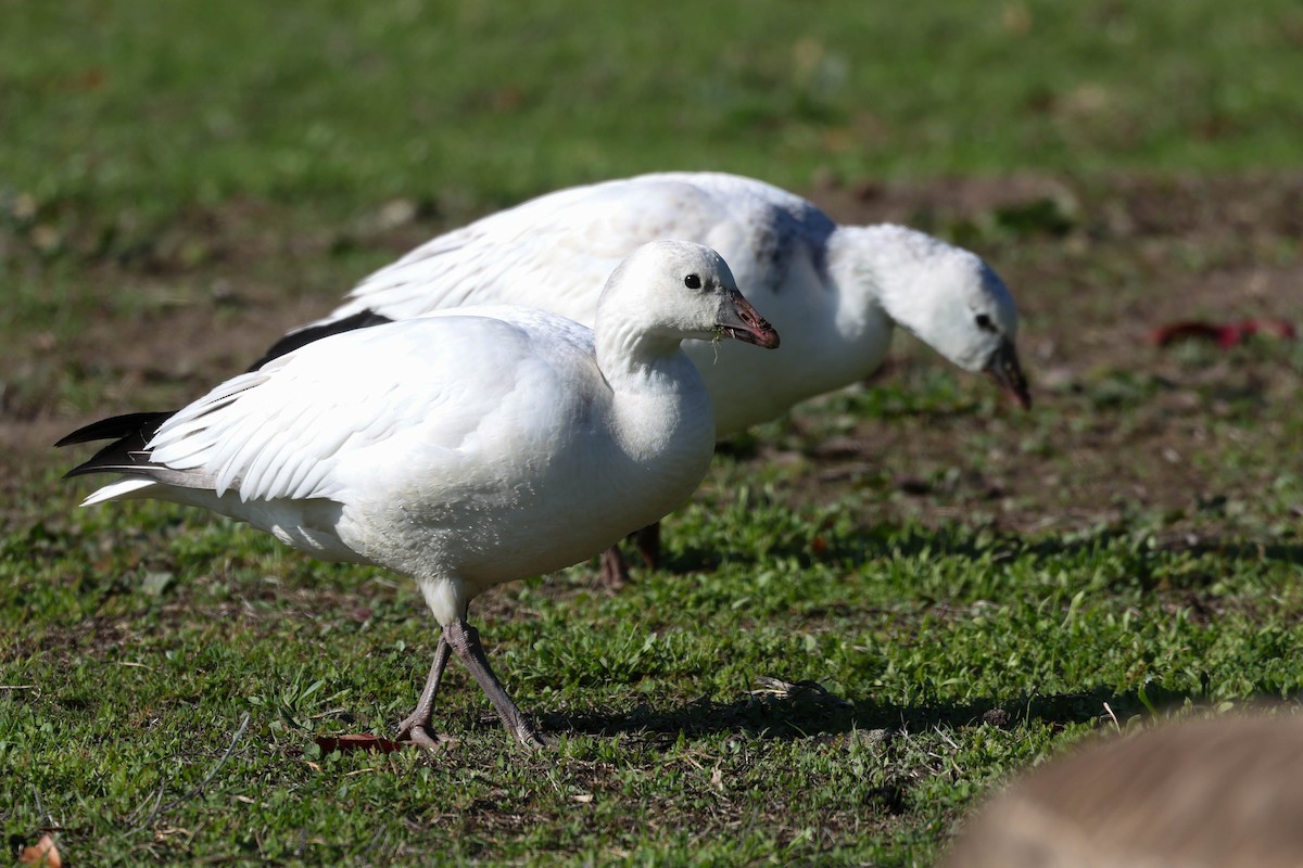 Ross's Goose - ML646773636