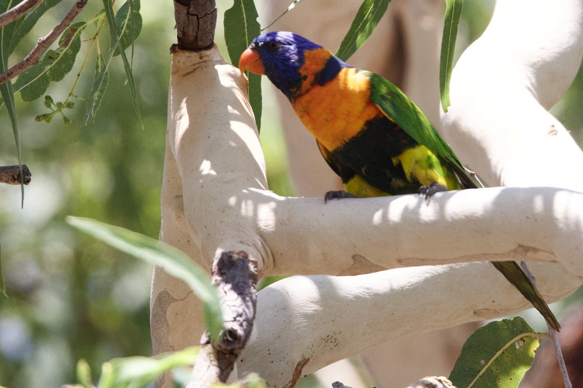 Red-collared Lorikeet - ML646773637