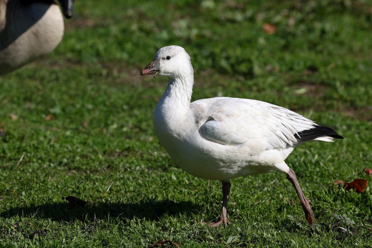 Ross's Goose - ML646773638