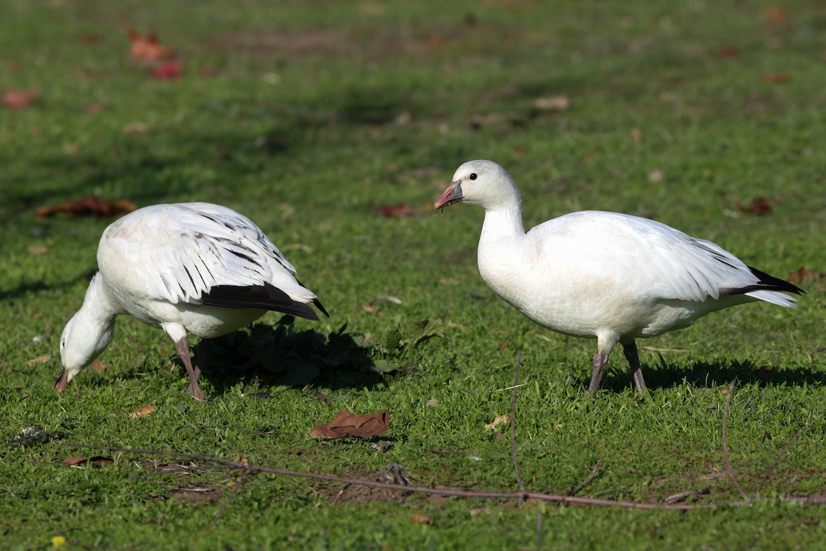 Ross's Goose - ML646773639