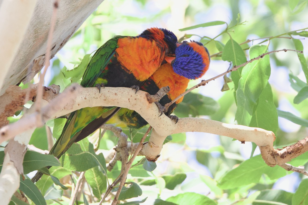 Red-collared Lorikeet - ML646773640