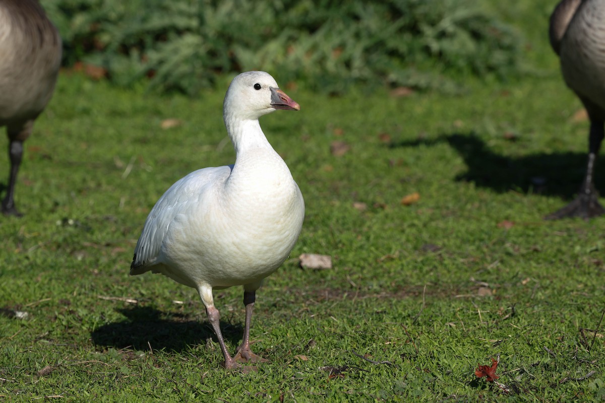 Ross's Goose - ML646773641