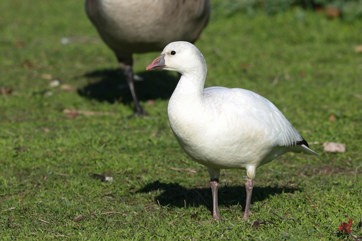 Ross's Goose - ML646773642