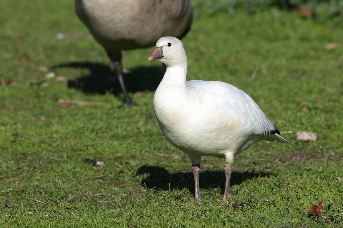 Ross's Goose - ML646773644