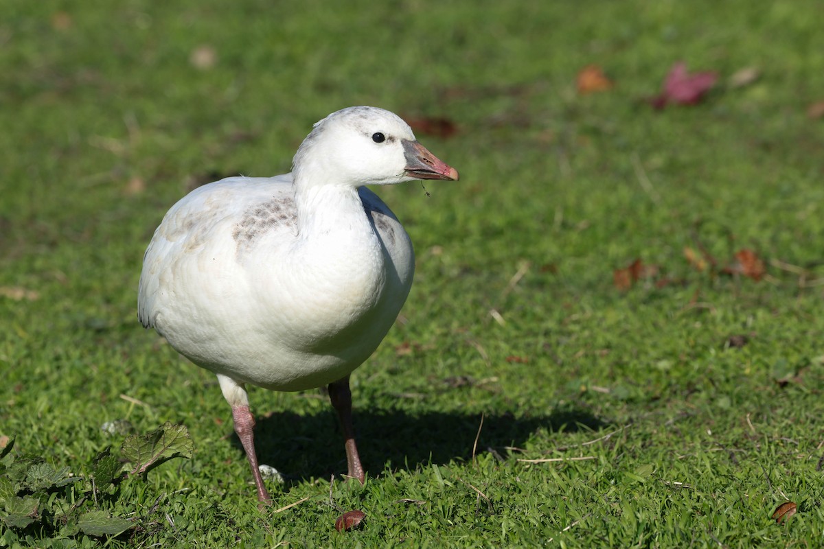 Ross's Goose - ML646773645