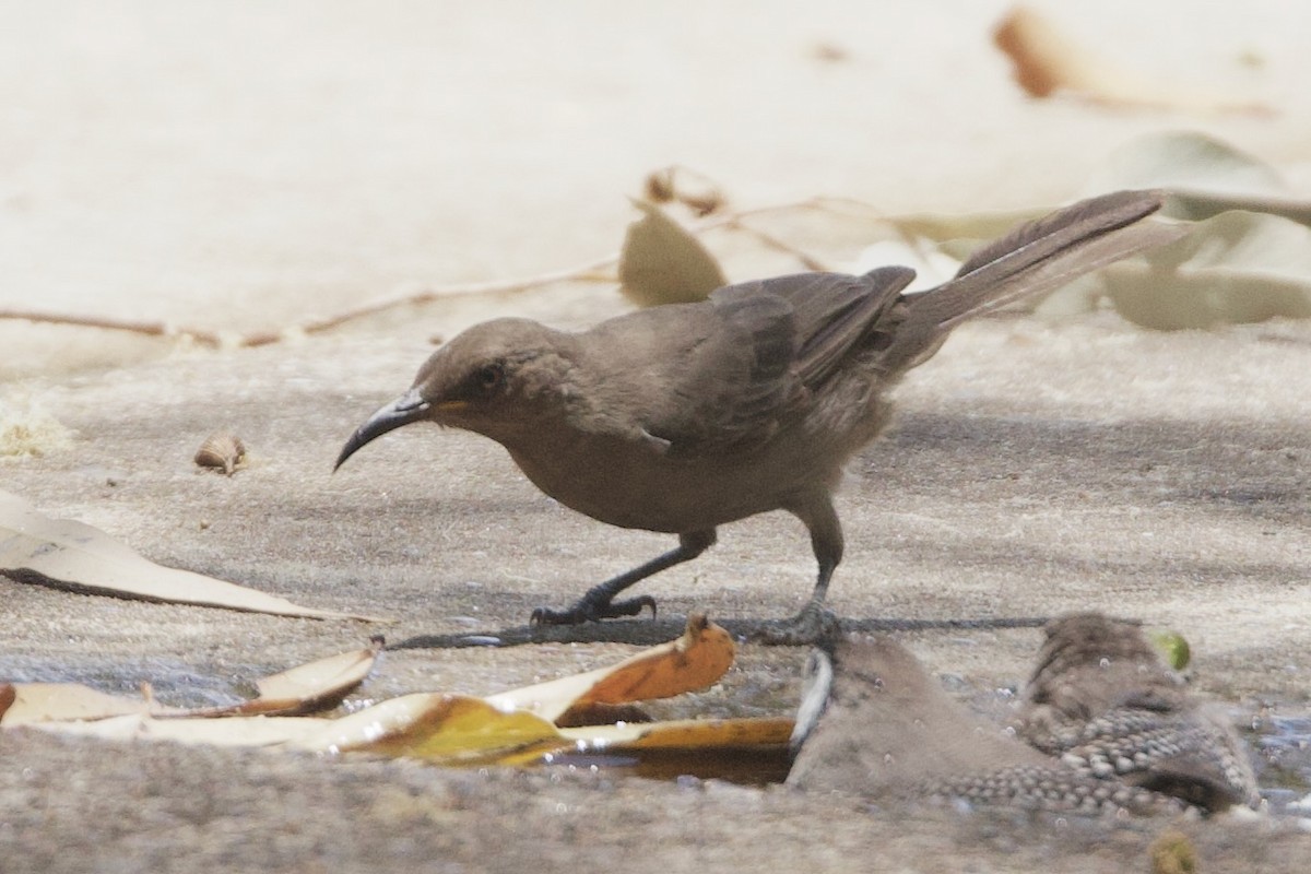 Karaca Mizomela - ML646773646