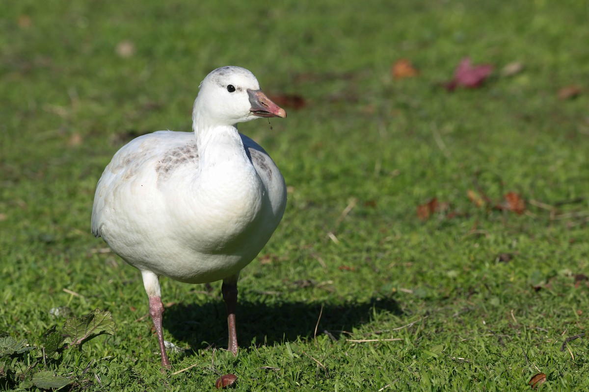 Ross's Goose - ML646773648