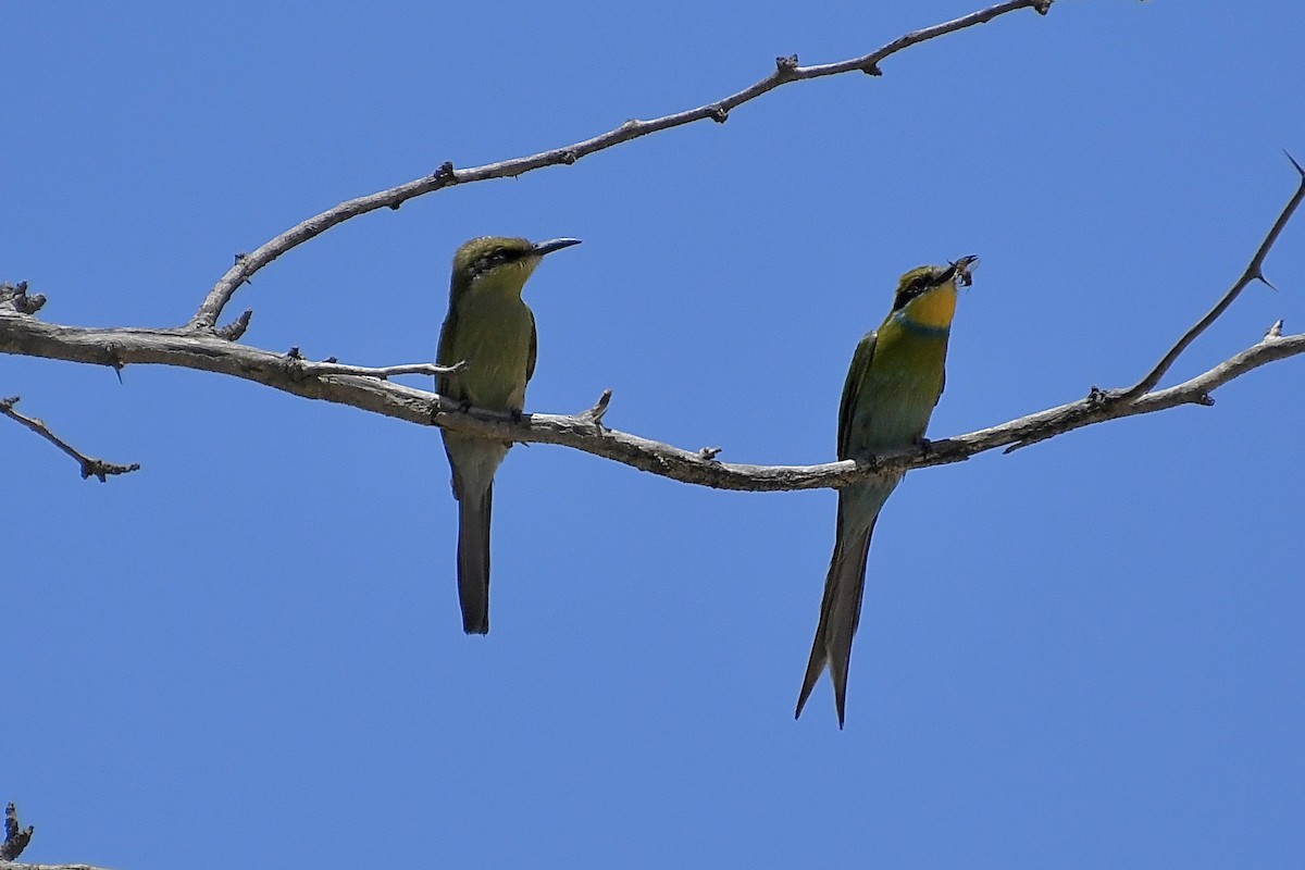 Kırlangıç Kuyruklu Arıkuşu - ML646773649