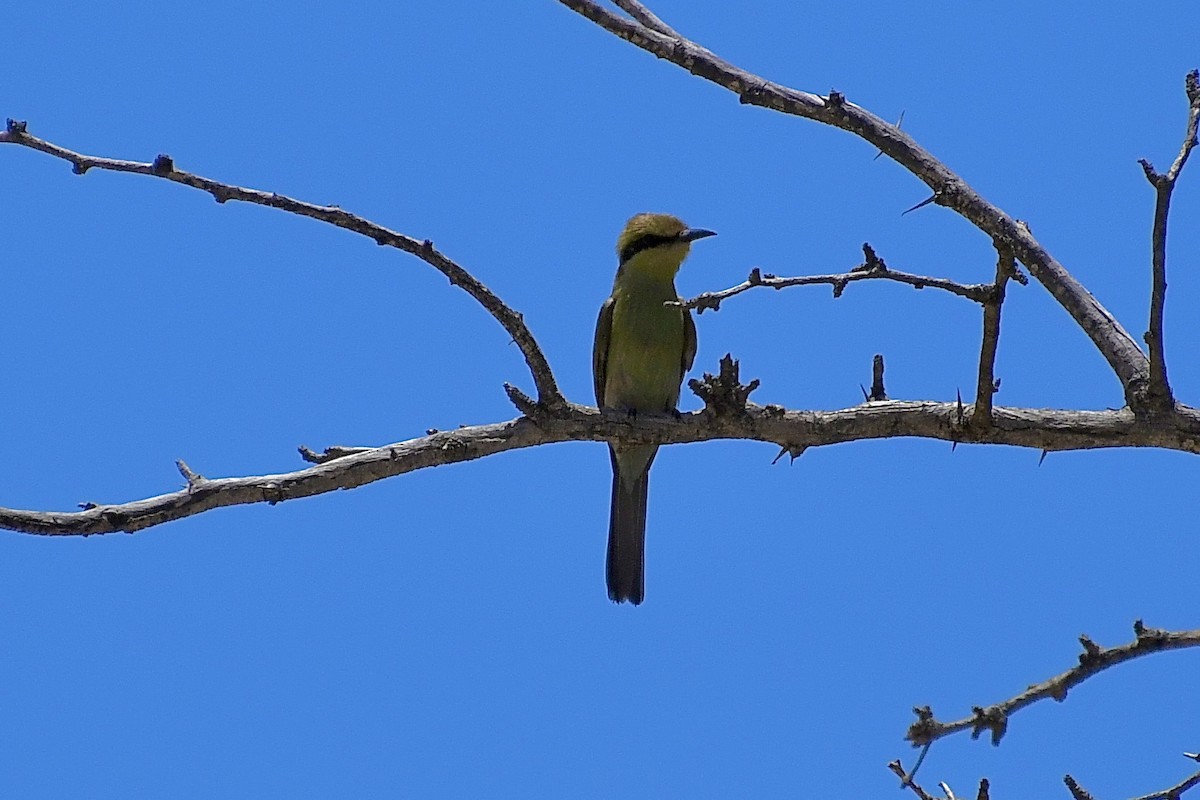 Kırlangıç Kuyruklu Arıkuşu - ML646773650