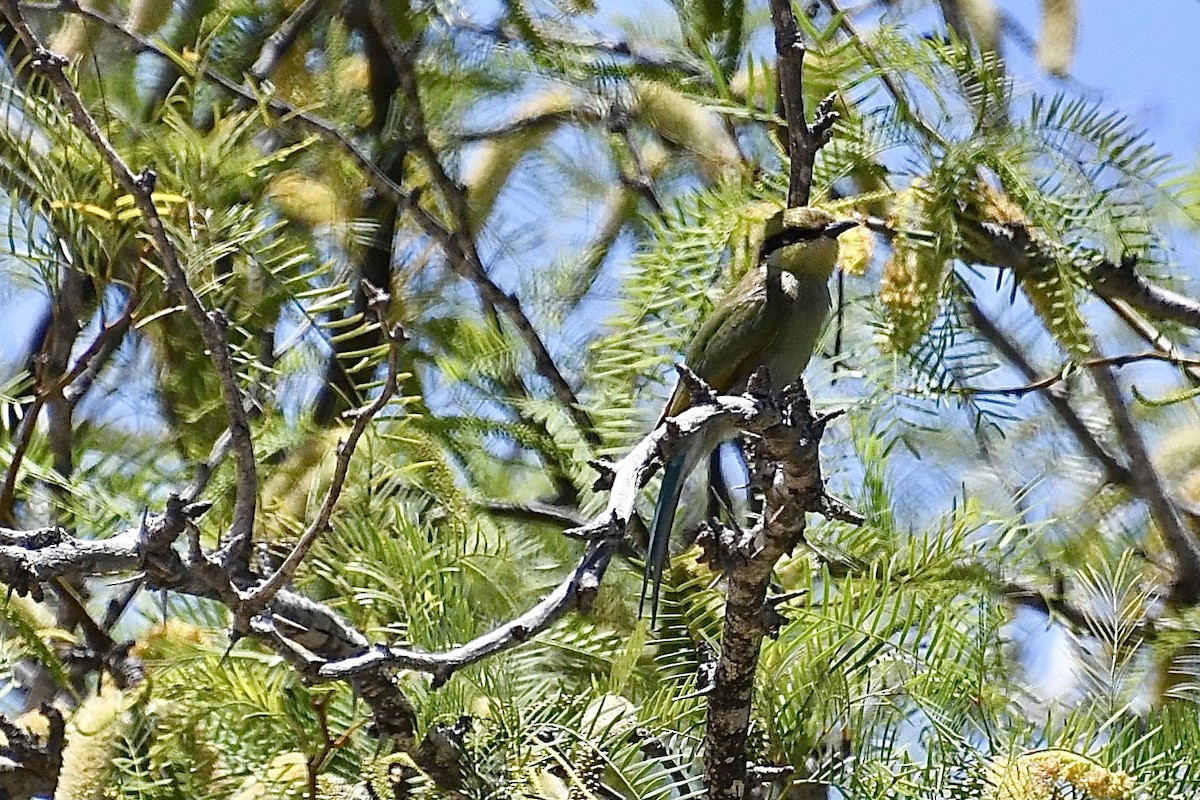 Kırlangıç Kuyruklu Arıkuşu - ML646773651