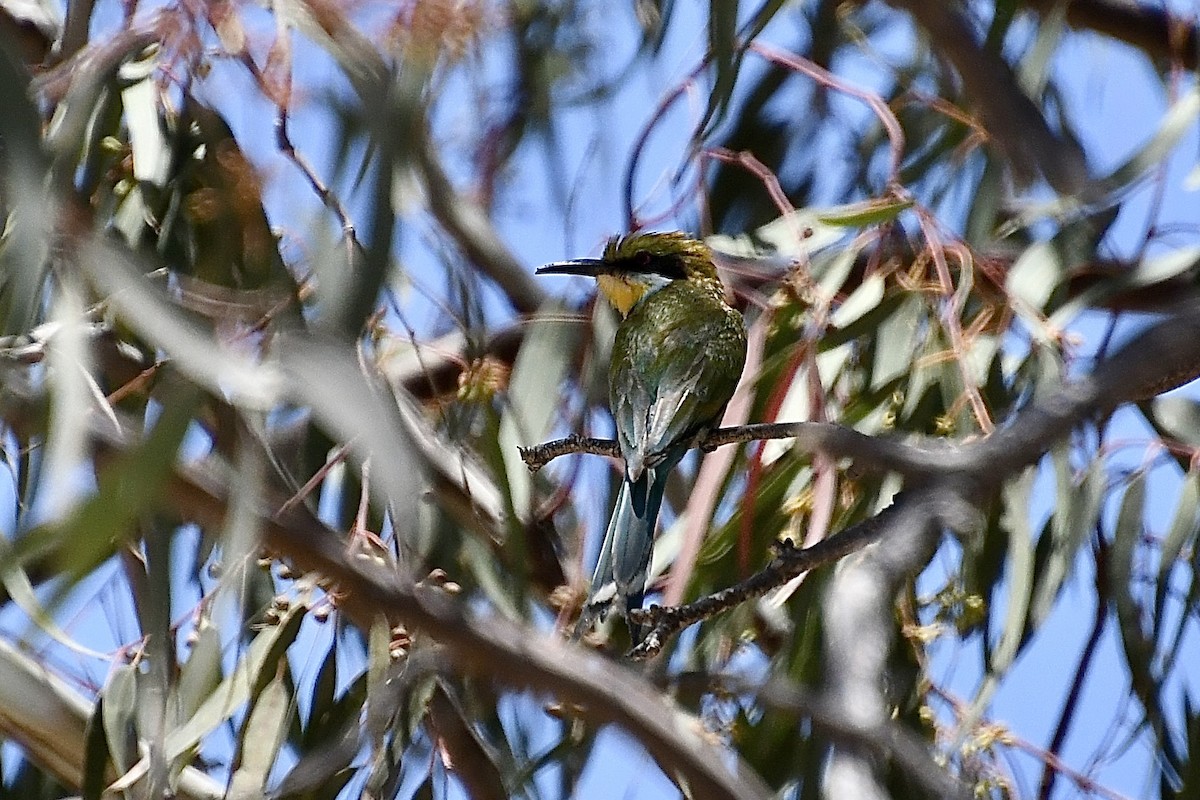 Kırlangıç Kuyruklu Arıkuşu - ML646773652