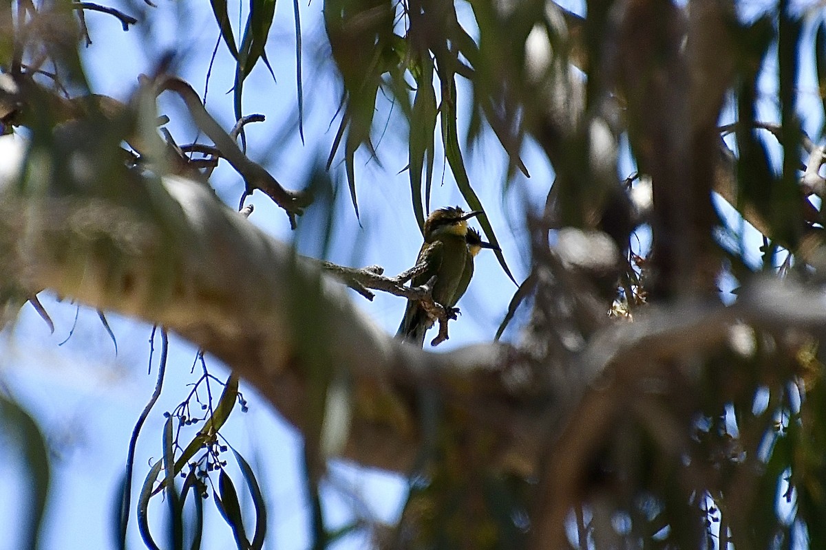 Kırlangıç Kuyruklu Arıkuşu - ML646773653