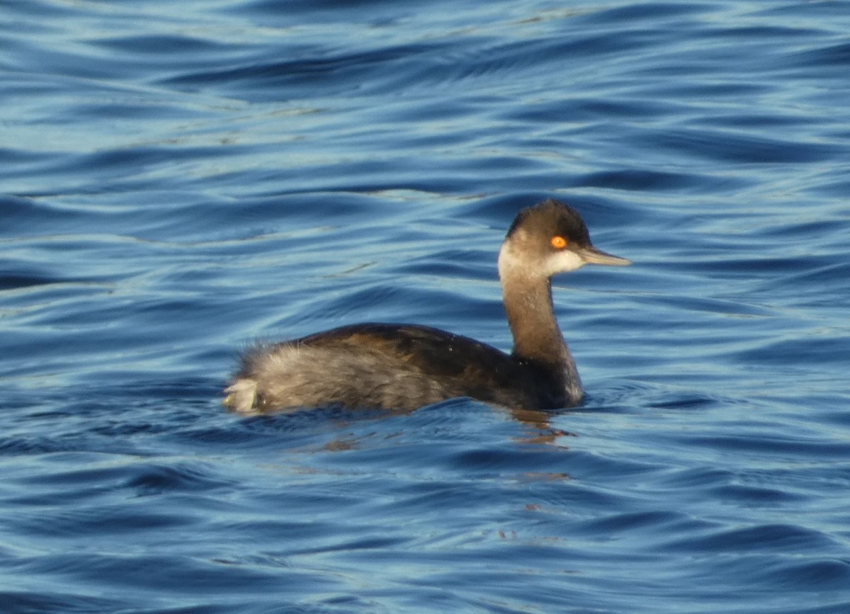 Grèbe à cou noir - ML646773654