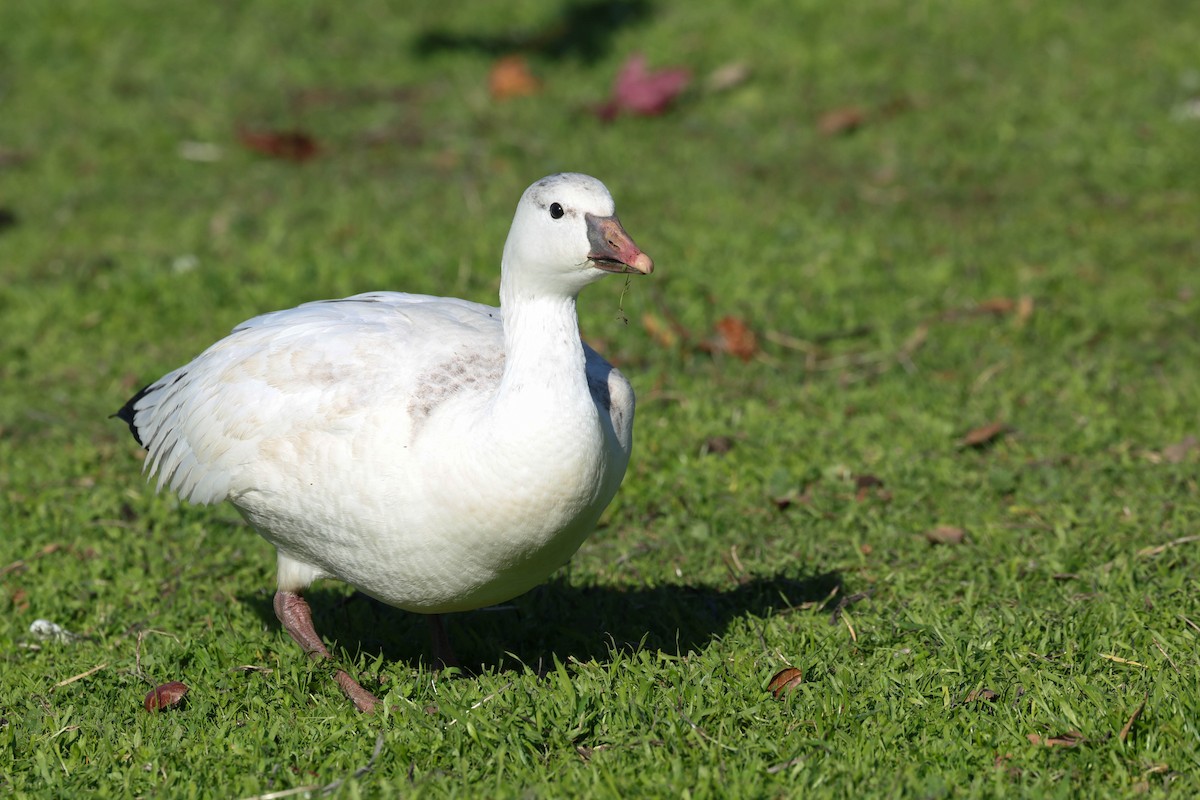 Ross's Goose - ML646773655
