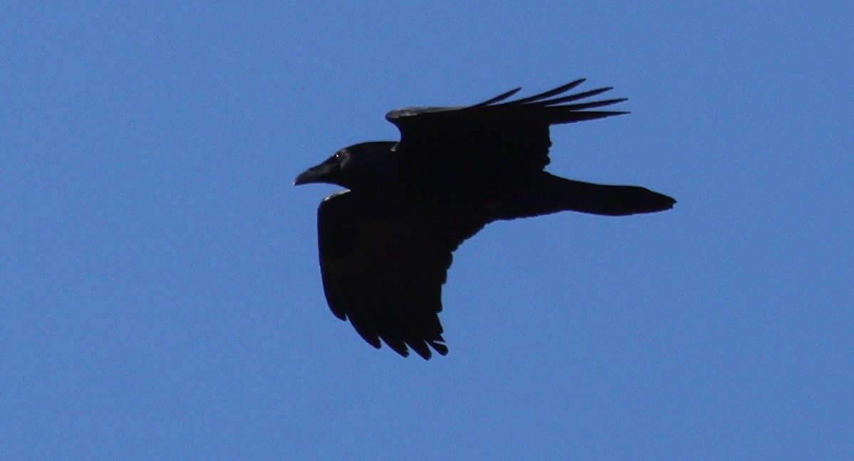 Common Raven - ML646773657