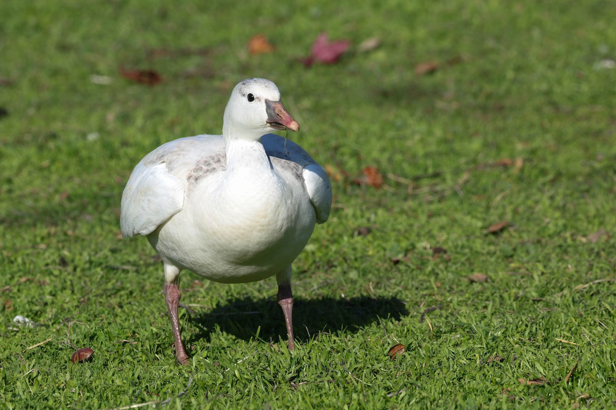 Ross's Goose - ML646773658