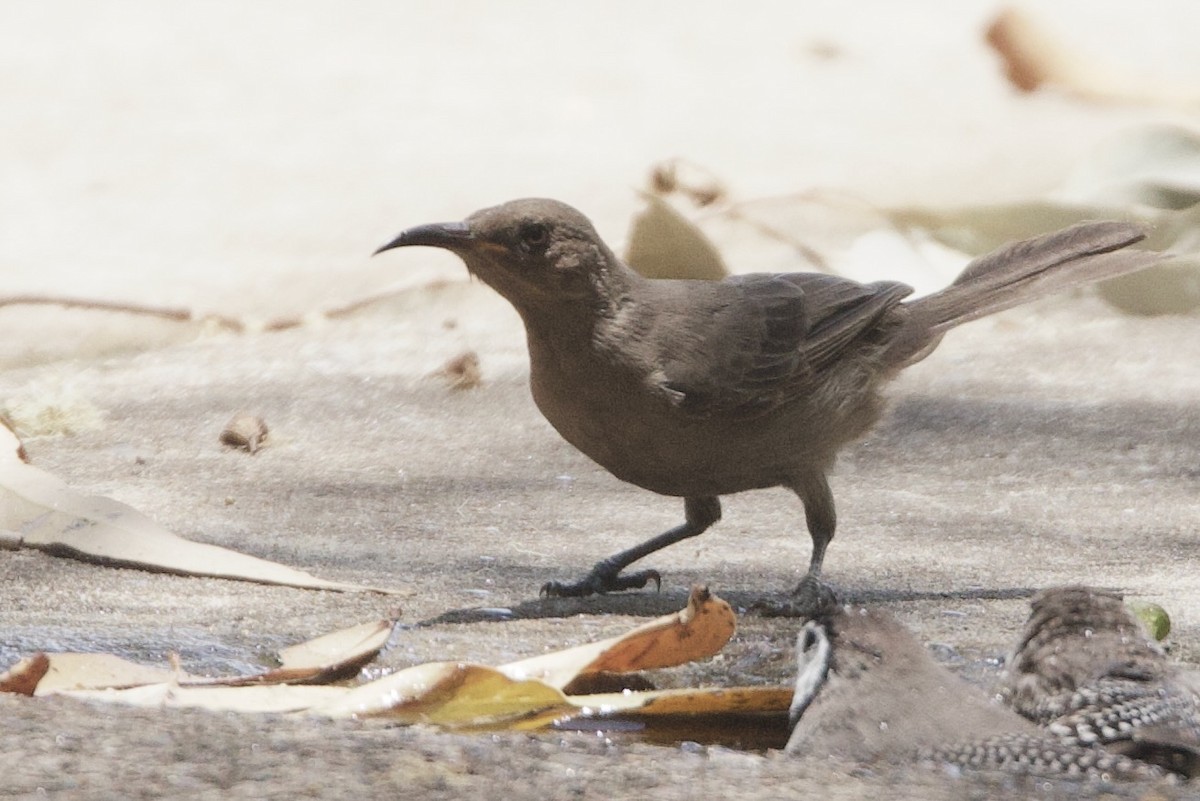 Karaca Mizomela - ML646773659