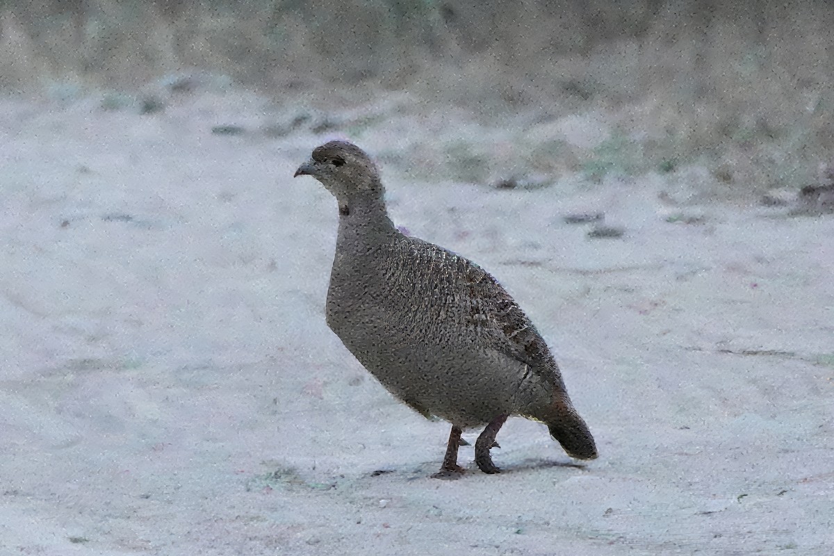 Gray Francolin - ML646773661
